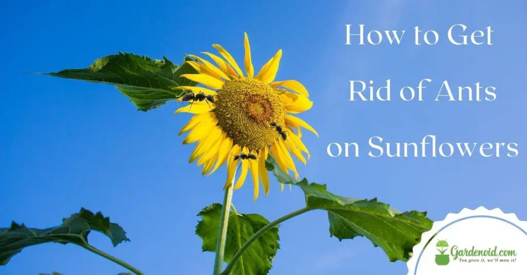 How to Get Rid of Ants on Sunflowers