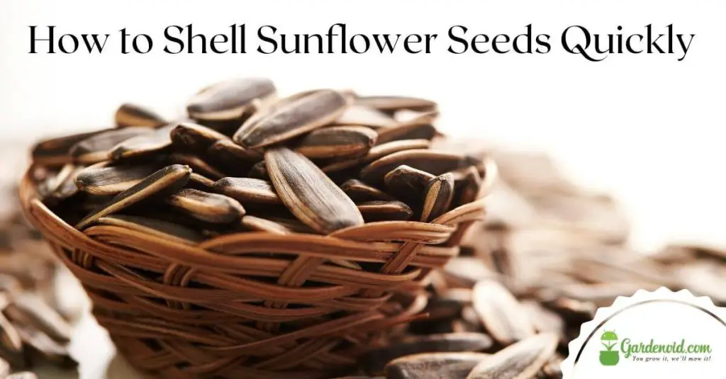 How to Shell Sunflower Seeds Quickly