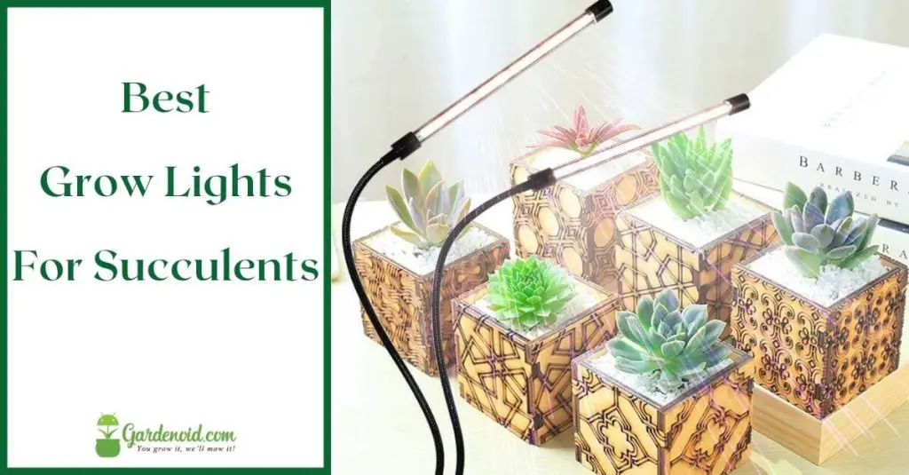 Best Grow Lights For Succulents