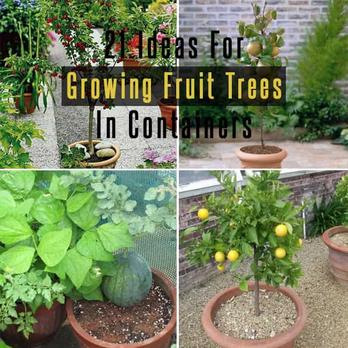 How to Grow Fruit Trees in Containers! — CONNIE AND LUNA