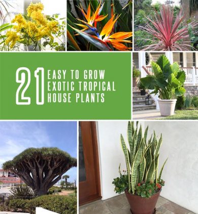 21 Exotic Tropical House Plants That Are Easy to Grow | Gardenoid