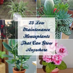 25 Low Maintenance Houseplants That Can Grow Anywhere | Gardenoid