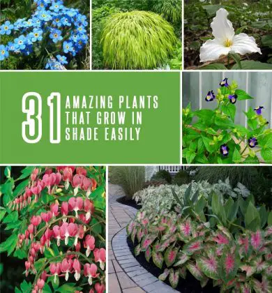 31 Amazing Plants That Grow in Shade Easily | Gardenoid
