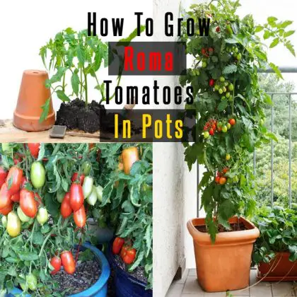 Roma Tomatoes : How To Grow Roma Tomatoes In Pots | Gardenoid