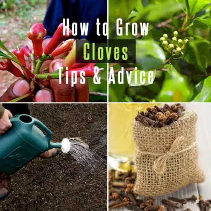 How To Grow Cloves Tips And Advice Gardenoid   How To Grow Cloves 420x420 