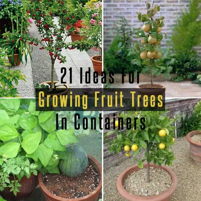 How to Grow Fruit Trees in Containers! — CONNIE AND LUNA