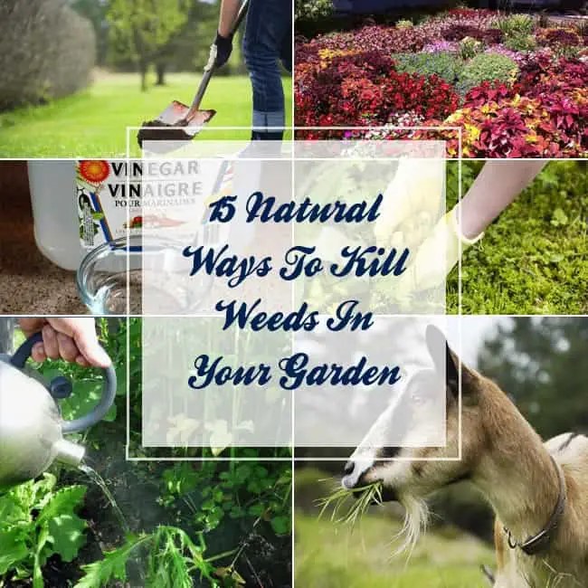 15 Natural Ways To Kill Weeds in Your Garden - Gardenoid