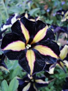 25 Stunning Black Flowers For Your Garden - Gardenoid