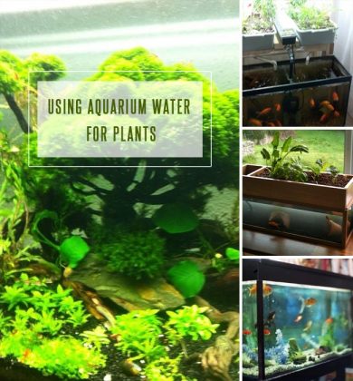 Using Aquarium Water for Plants : Irrigating Plants with Fish Tank Water