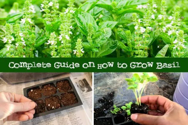 How To Grow Basil : A Complete Guide | Gardenoid