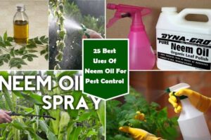 25 Neem Oil Uses : Neem Oil For Pest Control in Gardening | Gardenoid