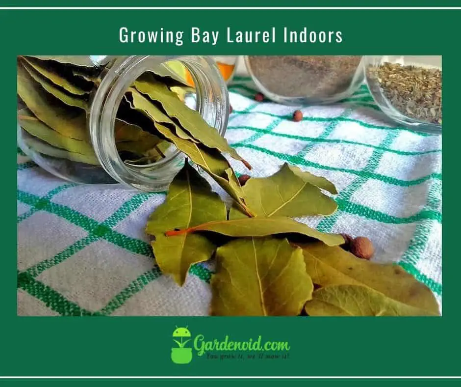 Growing Bay Laurel Indoors : A Comprehensive Guide | Gardenoid