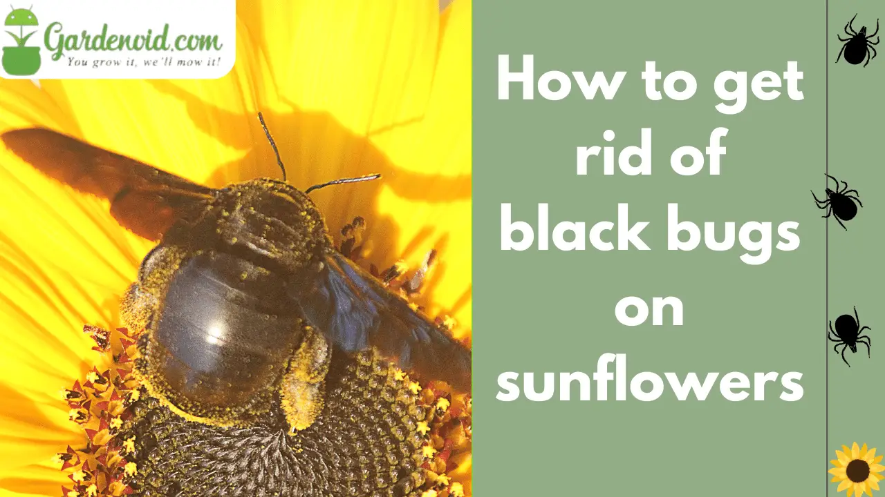 How To Get Rid Of Black Bugs On Sunflowers Proven Methods